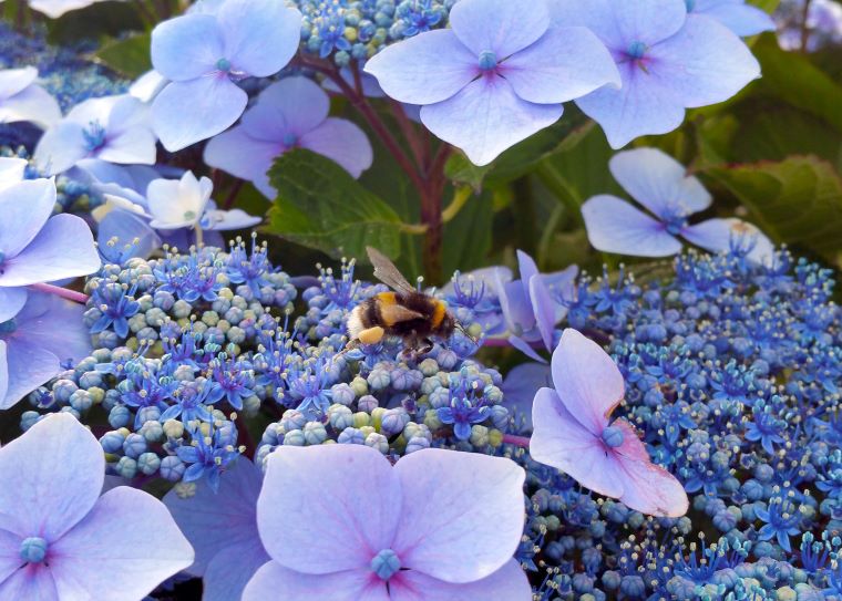 what are bumble bees